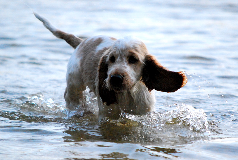 En hund som trivs i vatten