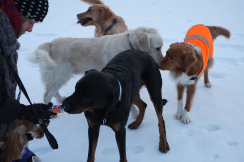 Här pågår minst fem olika grejer samtidigt! Jag, Totte, Dacke, Ludde, Diesel och Porter.