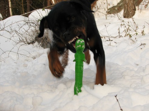 Väjer inte för att döda en krokodil.