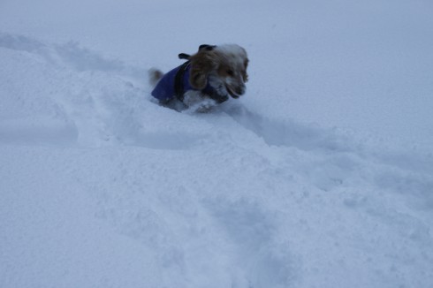 ...hur man bäst tar sig fram i snö...