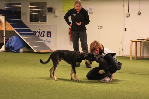 Hanna och working kelpien Casey tränar upp "attackförmågan" i leken