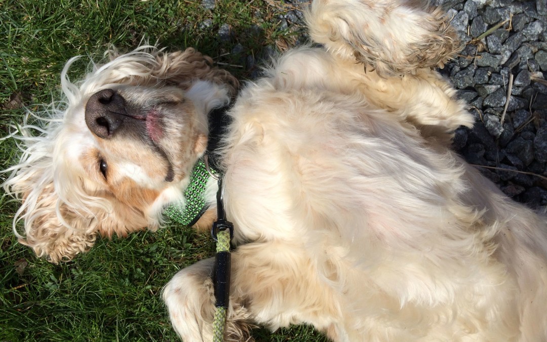 Min fina hund när han mår bra
